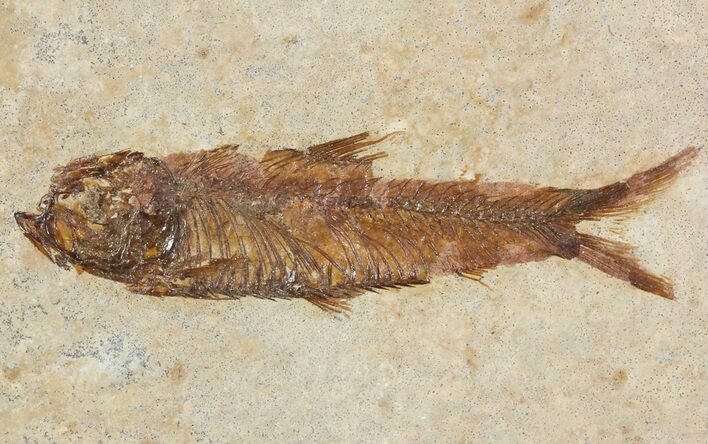 Small, Knightia Fossil Fish - Wyoming #47509